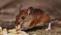 24 Hour & Emergency Exterminators in Trindle Sprg, PA